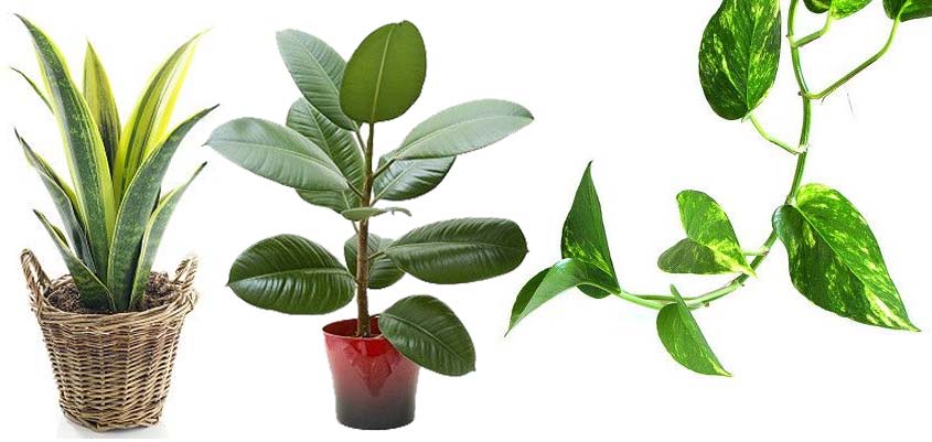 Plantas recomendadas para filtrar el aire